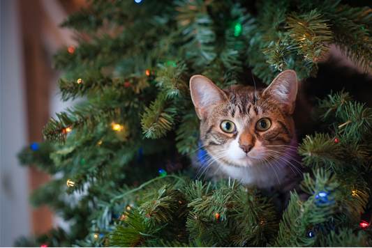 So wird deine Katze den Weihnachtsbaum in Ruhe lassen