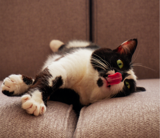 Katze an Nassfutter gewöhnen