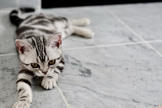 Wie gewöhne ich meine Katze ans Katzenklo?