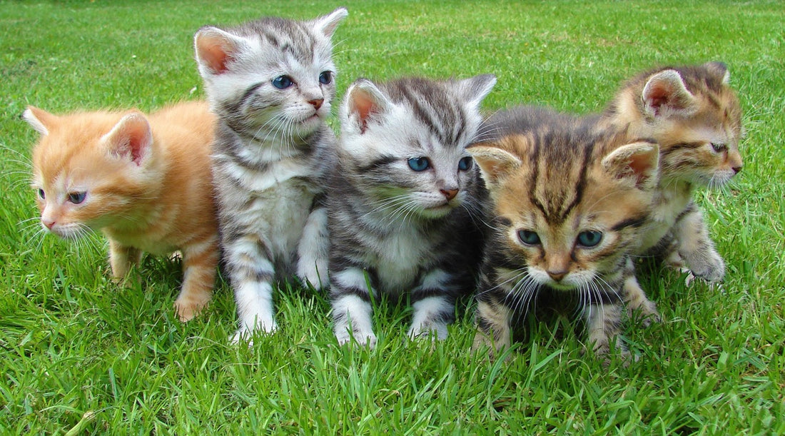 Die beliebtesten Katzennamen