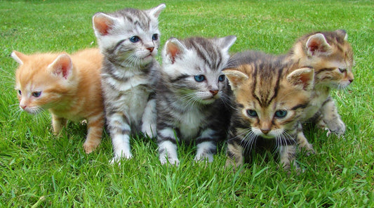 Die beliebtesten Katzennamen