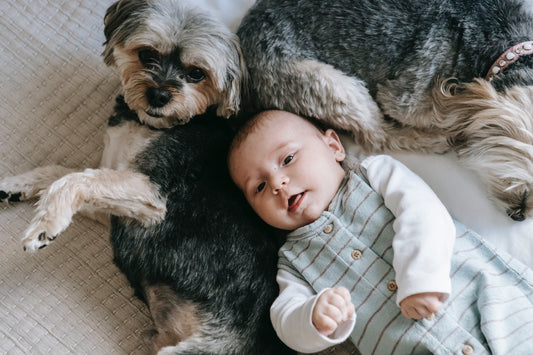 Das musst Du bei der Gewöhnung Deiner Haustiere an ein Baby beachten